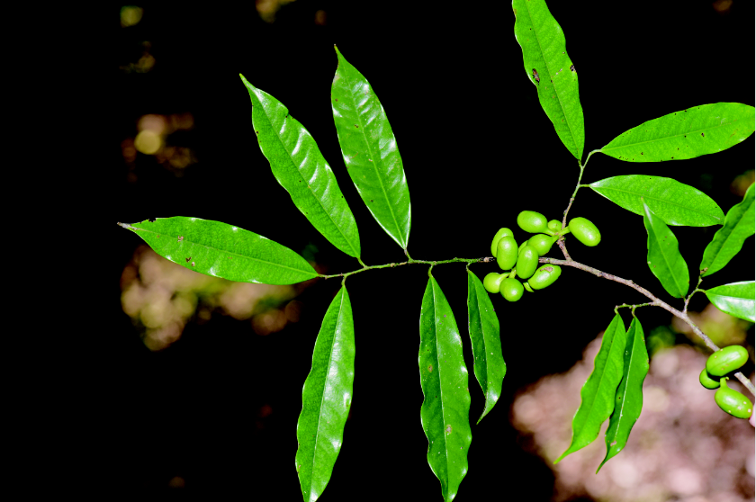 植物王国 云南极小种群保护野生植物物种㉔ 关注森林 