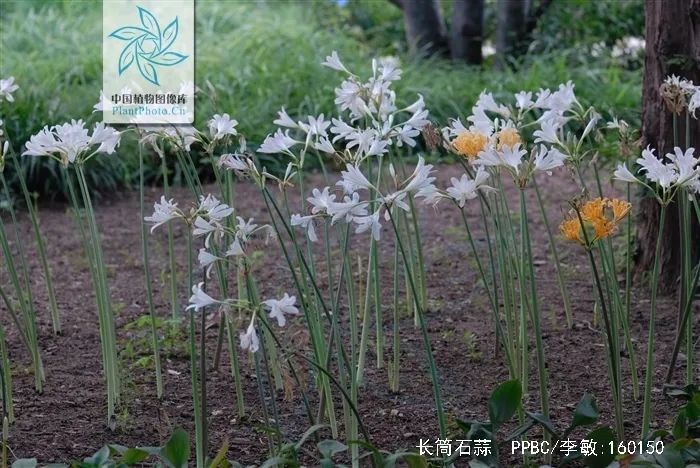 游览国家植物园——97.认识植物:石蒜类 - 关注森林