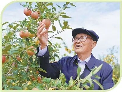 陜西榆林市橫山區(qū)趙石畔鎮(zhèn)蘆河果園，張炳貴在查看蘋(píng)果長(zhǎng)勢(shì)。吳文英攝