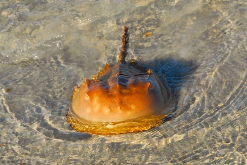 Horseshoe-Crab-Science-Andrea-Westmoreland-Wikicommons (1)