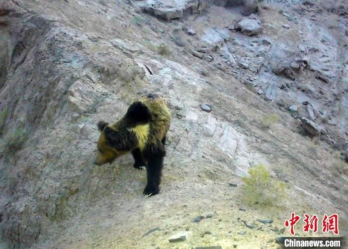 除棕熊清晰的全身照片外，还有一段棕熊野外觅食的珍贵影像。　新疆罗布泊野骆驼国家级自然保护区管理局提供