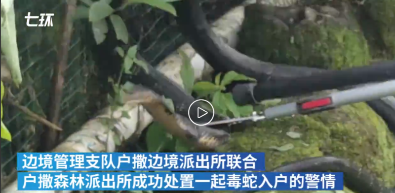 为避免引起村民恐慌,民警配合将大蛇成功捕获.