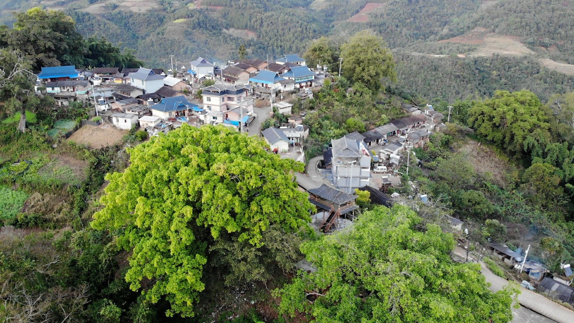 芒坝鹦鹉寨