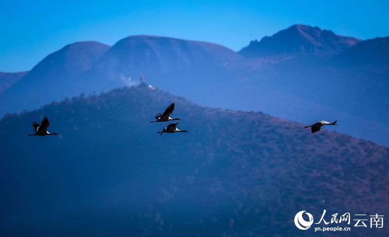 云南香格里拉纳帕海迎来今年首批越冬黑颈鹤。陈志明 摄