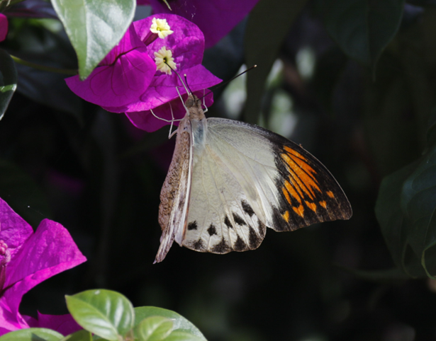 吸食花蜜