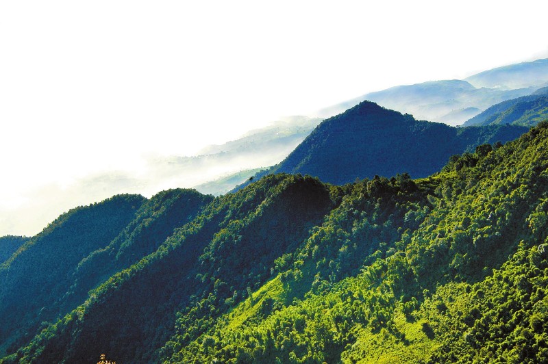 新平县哀牢山的金山丫口是滇中大名鼎鼎的鸟道。