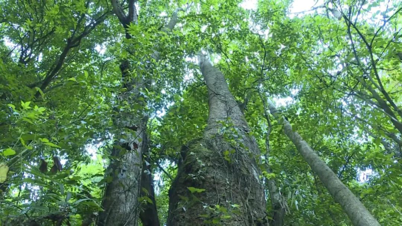 在高黎贡山国家级自然保护区保山段发现的滇桐野生种群（保山市委宣传部供图）