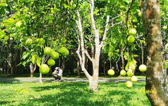 云南记行44：中科园版纳植物园（四）