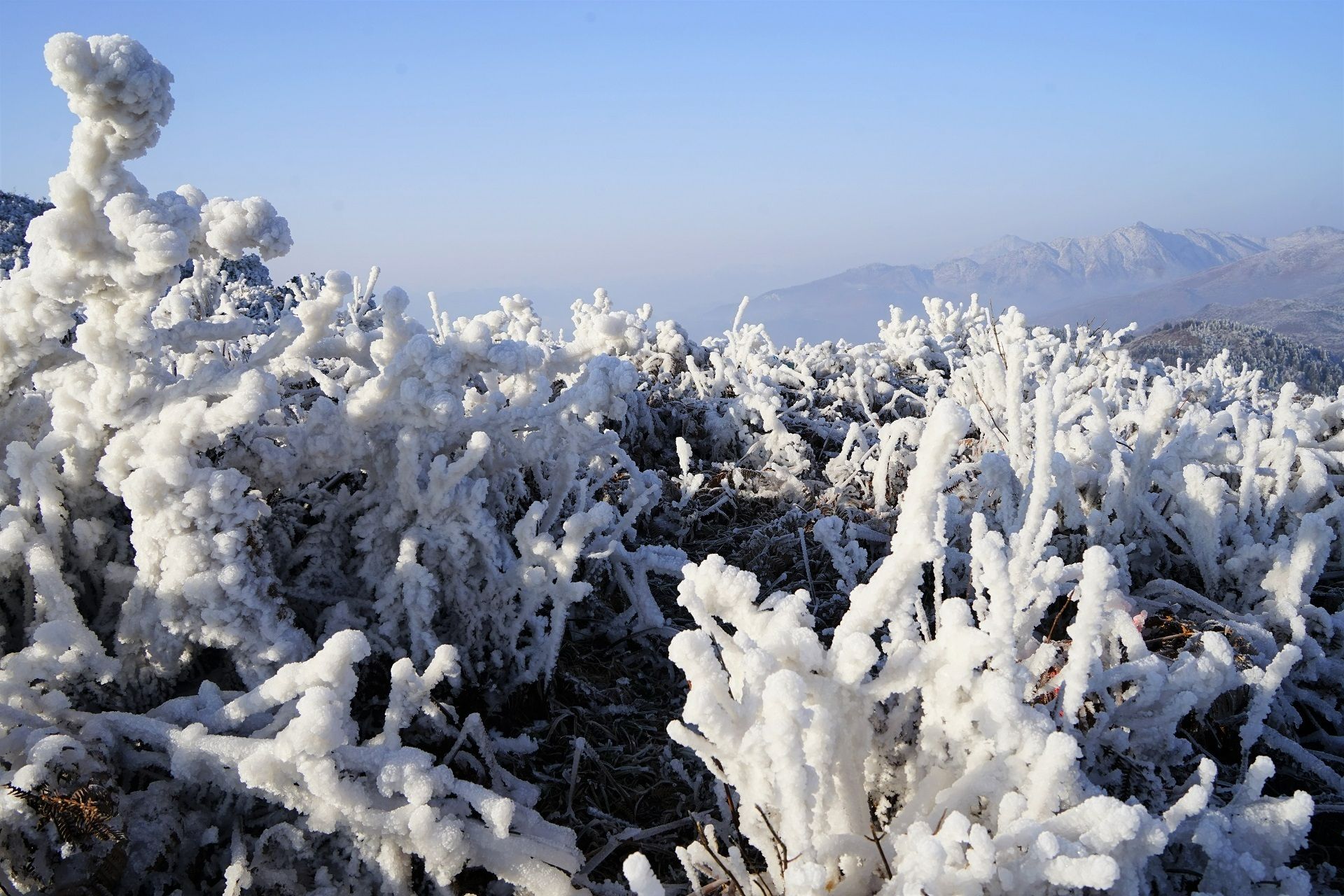 近日，在连续的低温雨雪冰冻天气后，云南省昭通市镇雄县迎来了晴好天气。在阳光的照耀及蓝天的衬托下，高原上的冰雪和雾凇显得格外美丽。