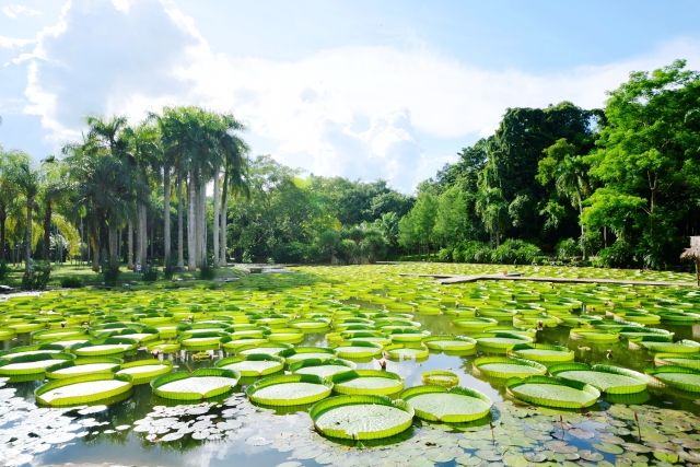 版纳植物园“赏莲月”花展下月开启，展出100多个睡莲品种（版纳植物园供图）.jpg