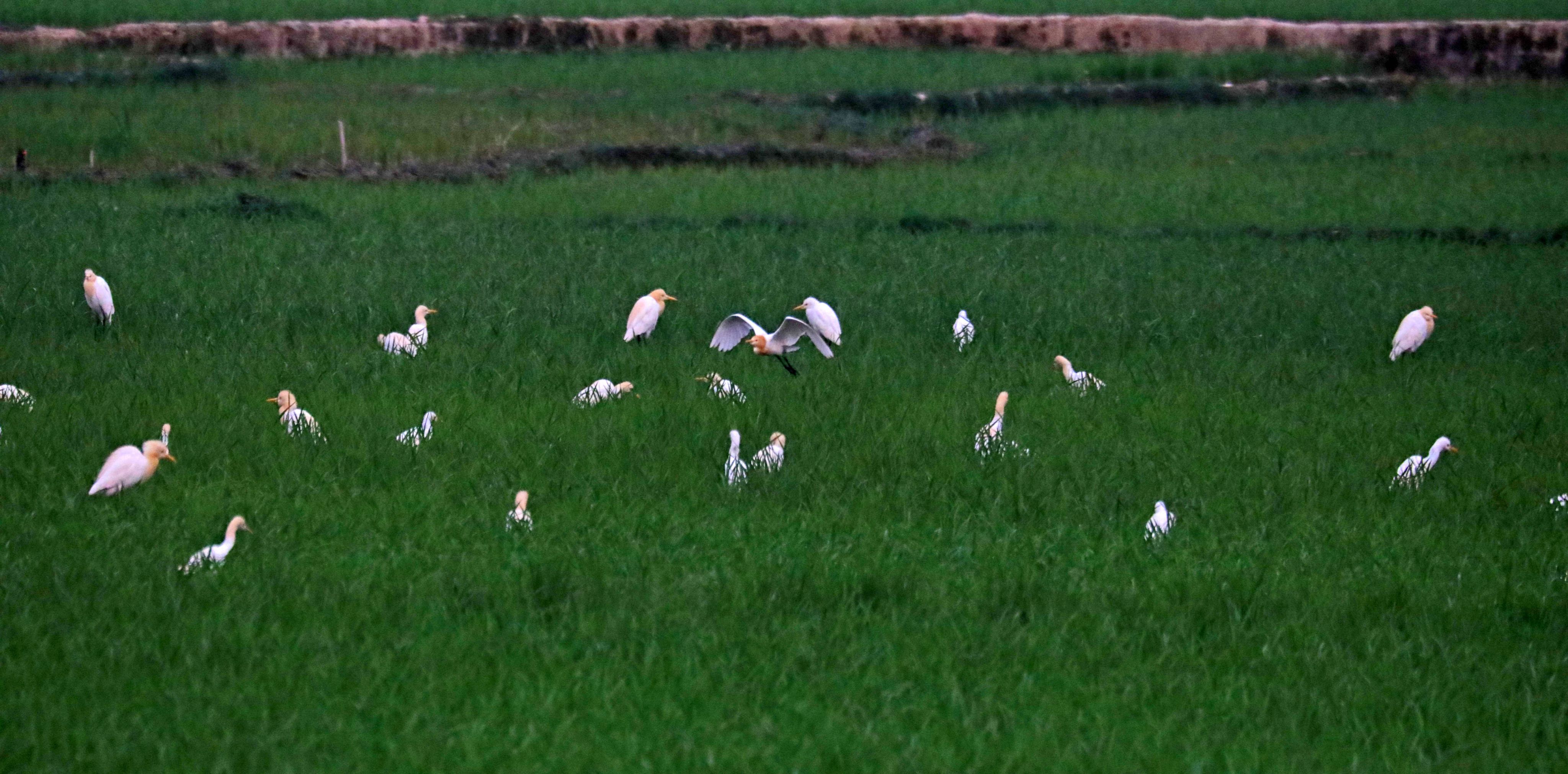 在稻田觅食的白鹭、牛背鹭。