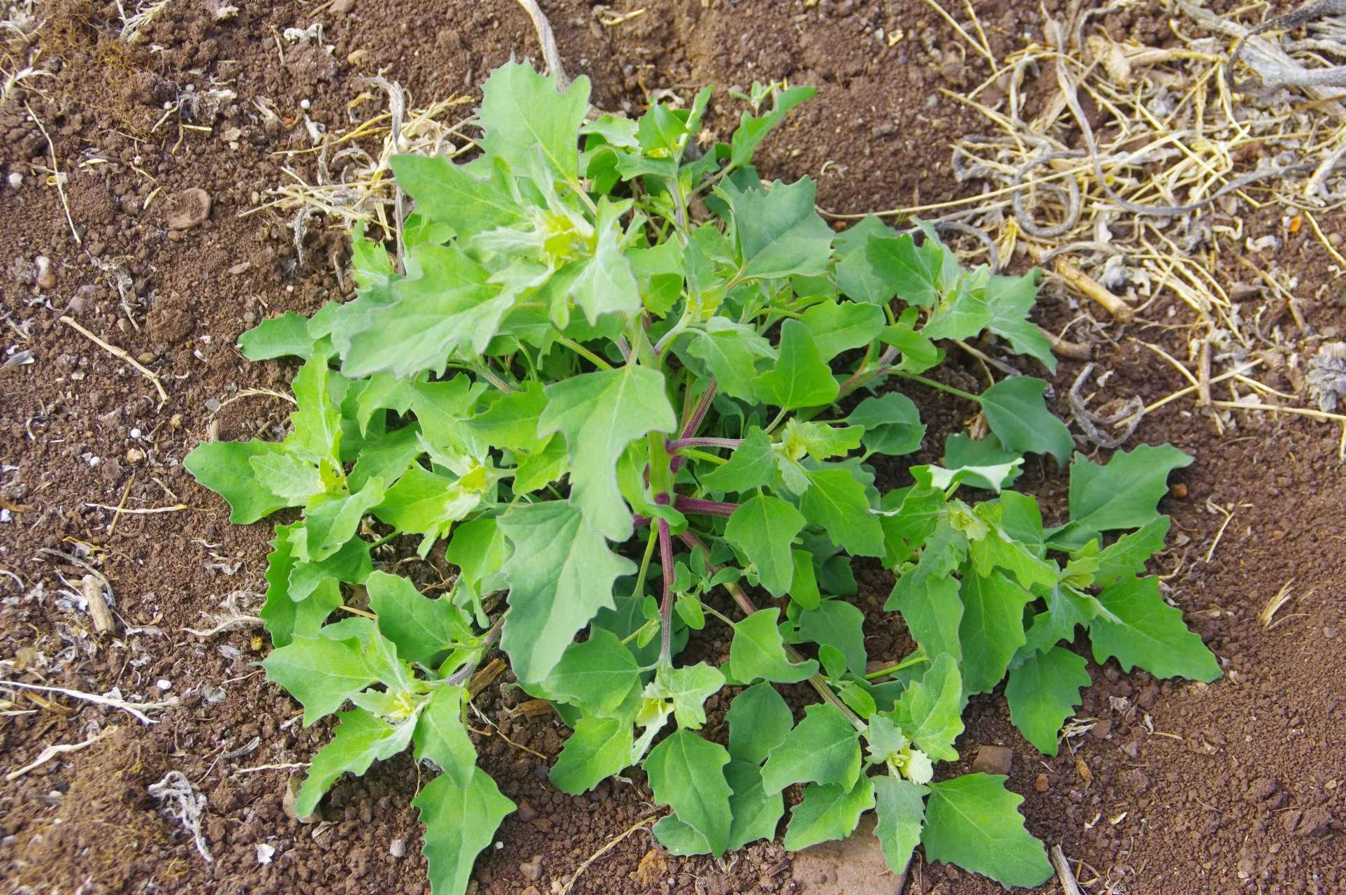 灰灰菜有毒吗，野菜灰灰菜，是一种营养丰富的野菜，为什么有的老农说灰灰菜不能多吃