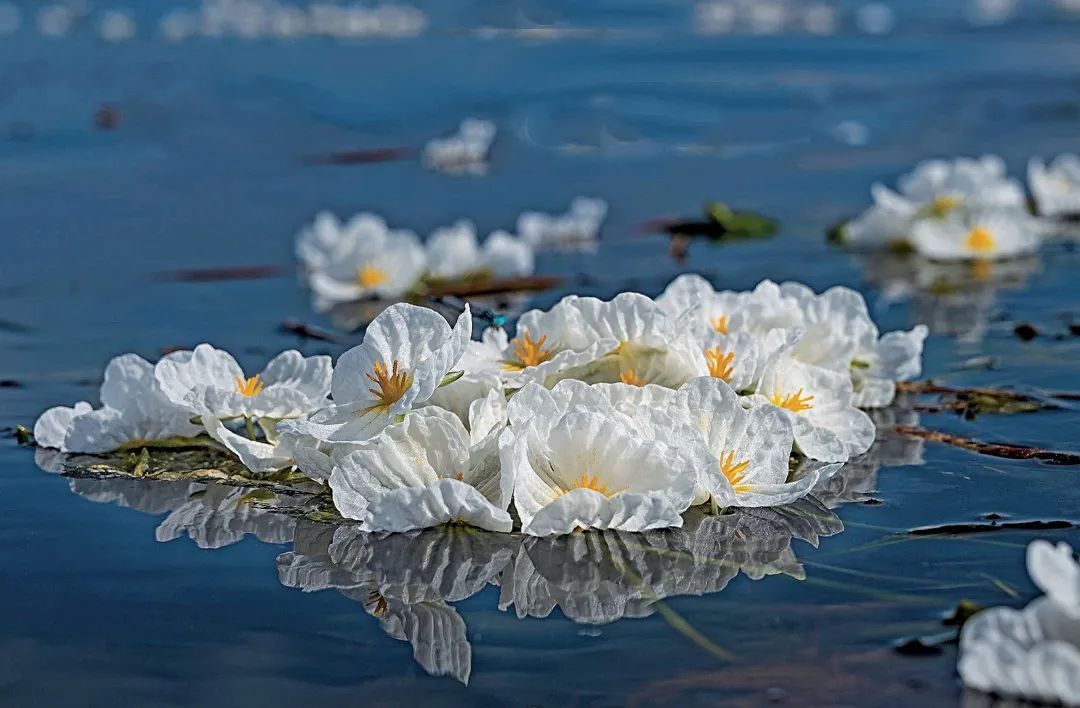 海菜花：水鳖科，水车前属。对水体透明度要求较高，列入《珍稀濒危保护植物名录》Ⅲ级。