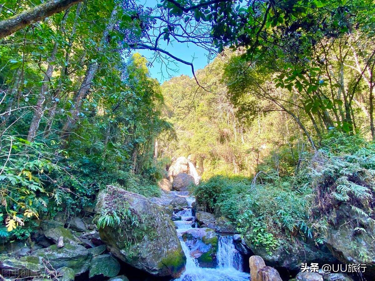 滇西的秘境——高黎贡山,徒步爱好者和植物爱好者的乐园 - 关注森林