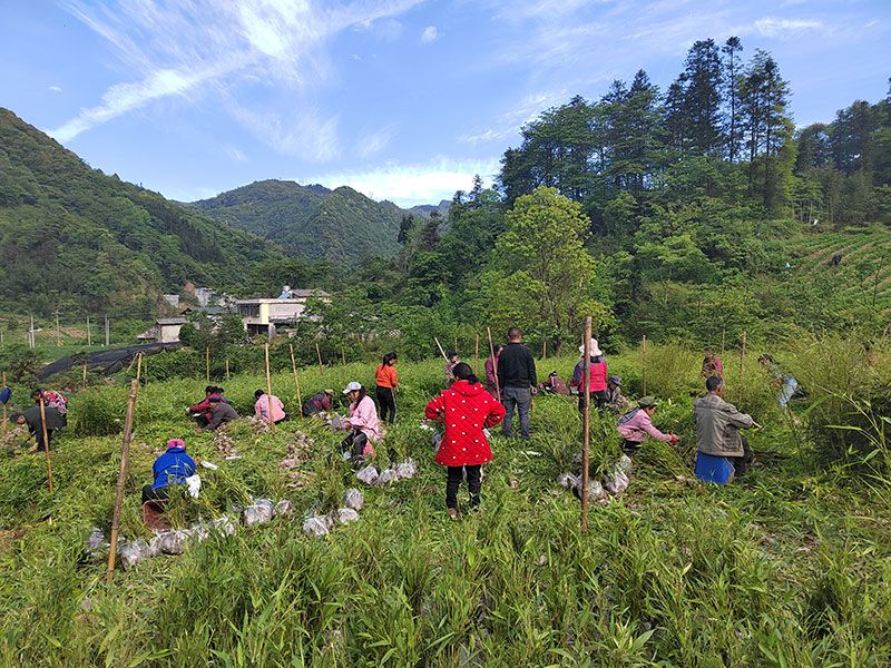 幼苗移载。