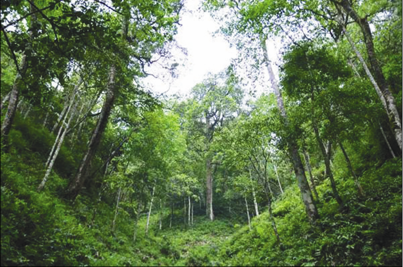 文山国家级自然保护区西畴小桥沟片区