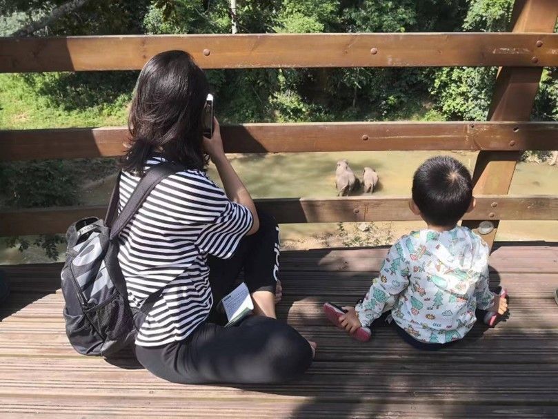 野象谷景区里，游客在观看野生亚洲象。（西双版纳国家级自然保护区管护局供图）