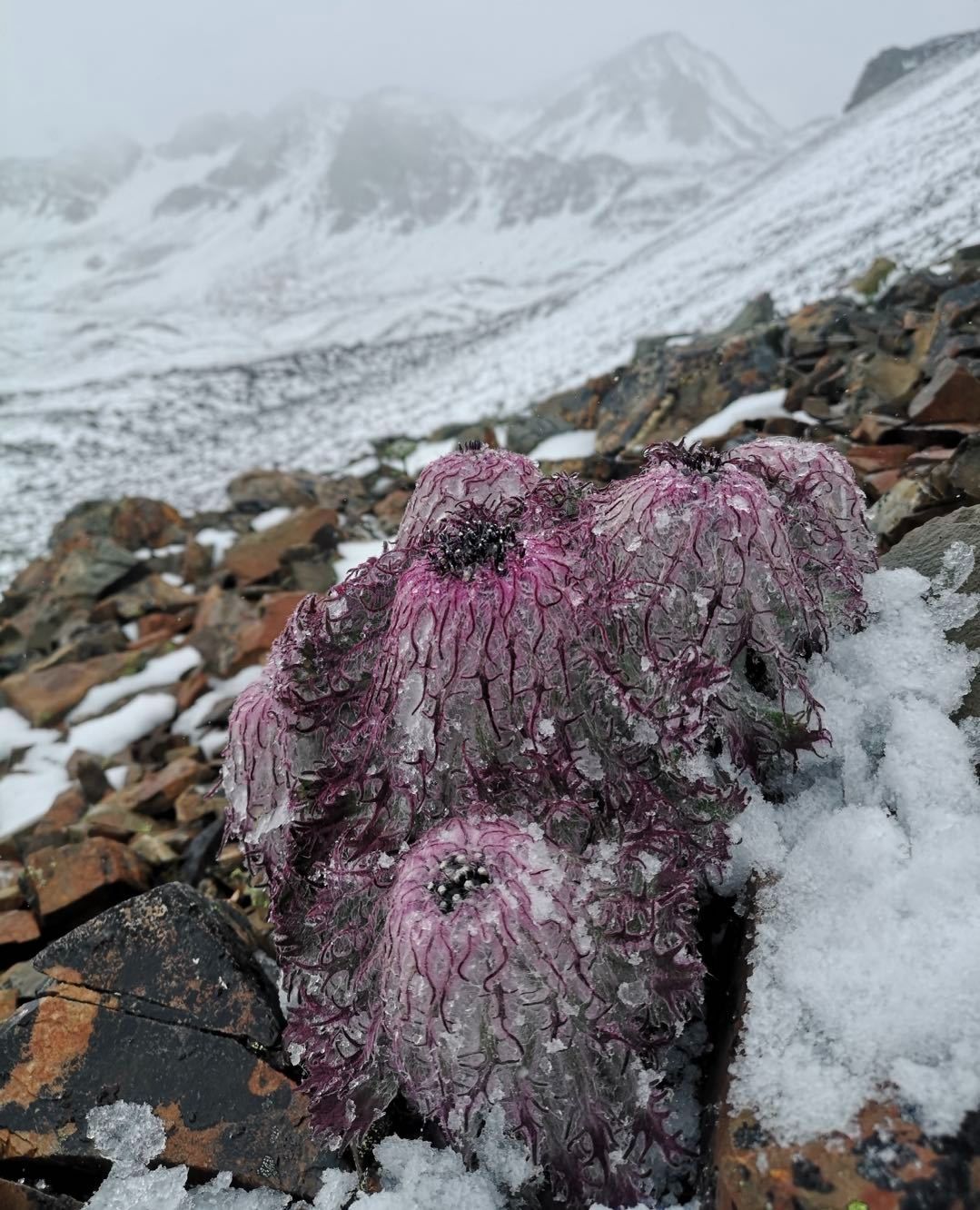 水母雪兔子