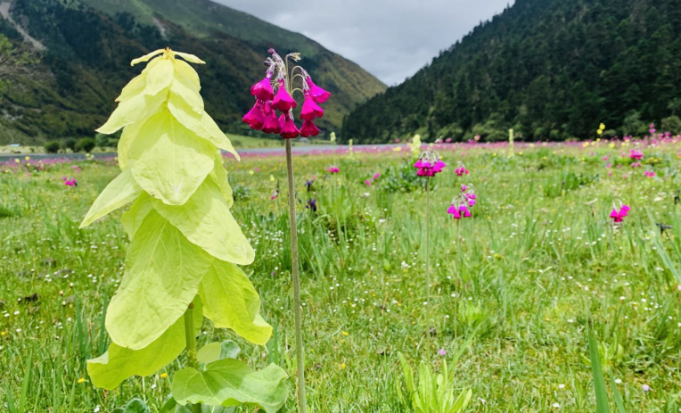 苞叶大黄（水黄）