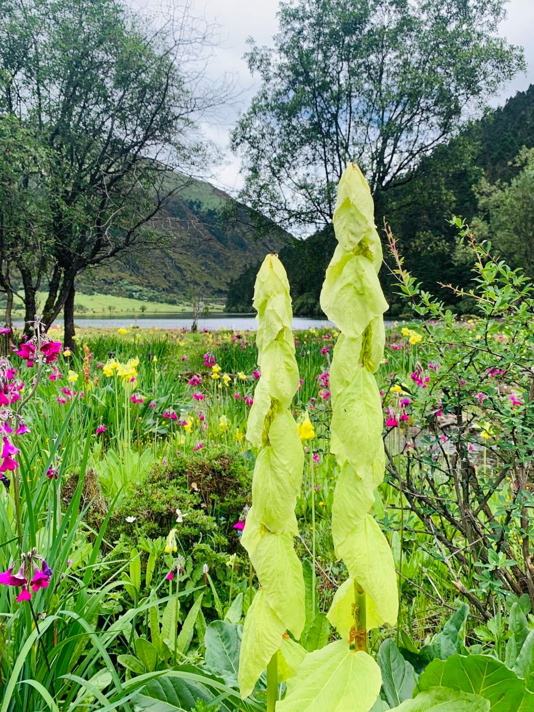 苞叶大黄（水黄）