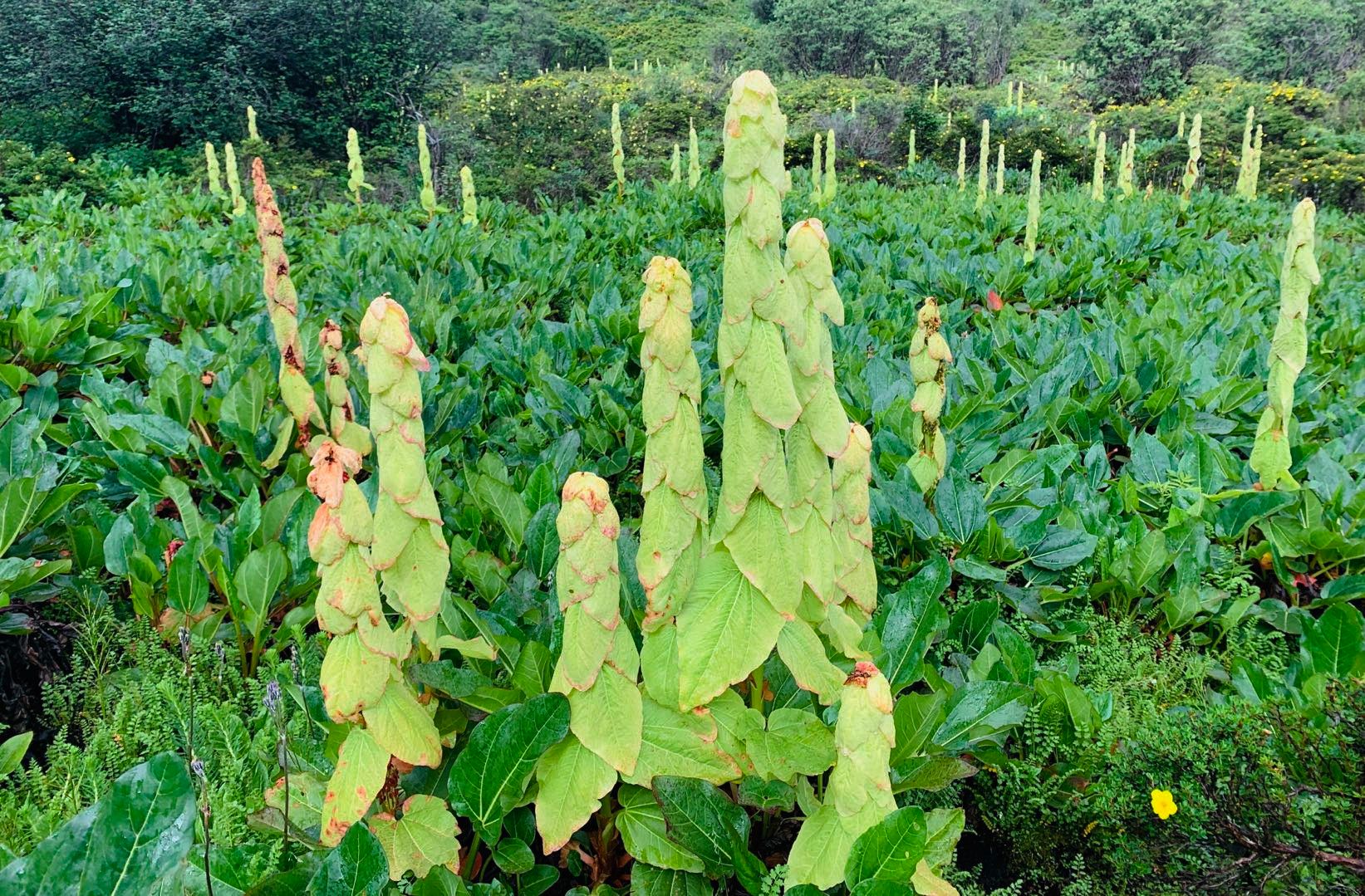 群生的苞叶大黄（水黄）