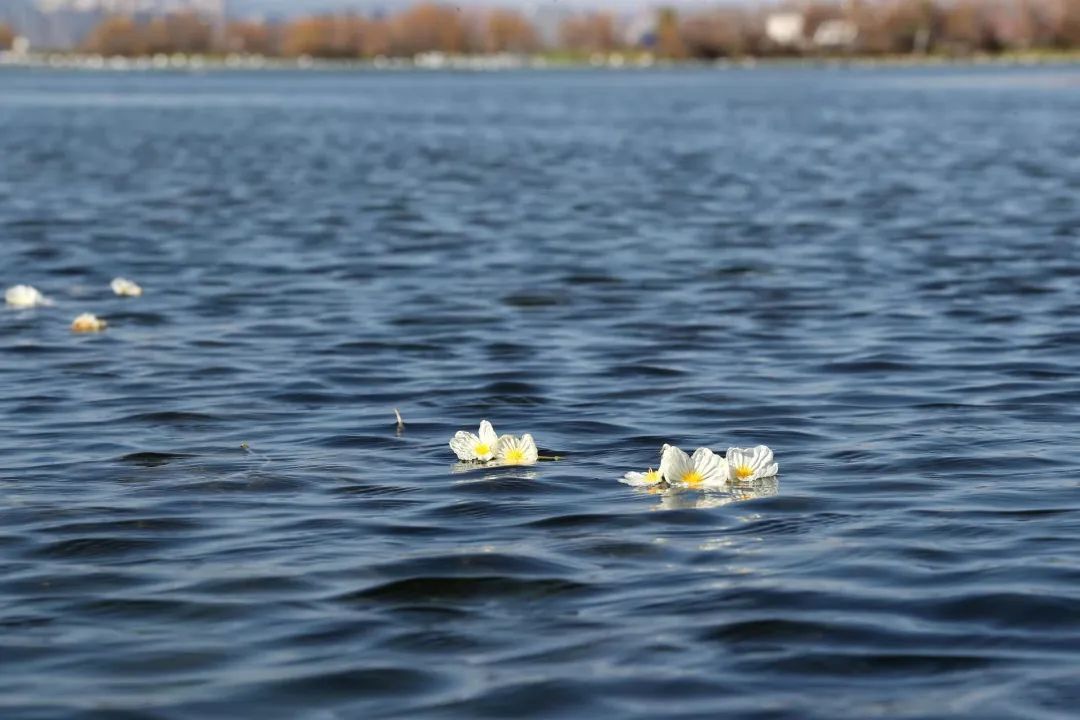 滇池草海的海菜花悄悄探出了头