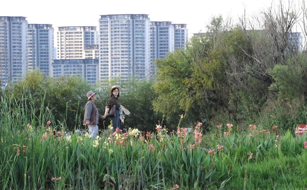 西山区坝河湖滨生态湿地