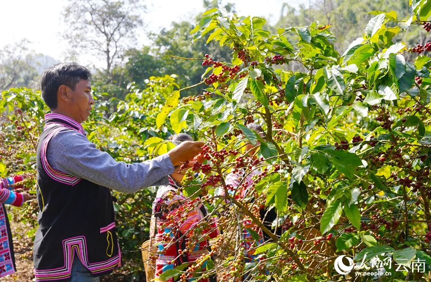 李扎莫在采摘咖啡。刁弘智攝