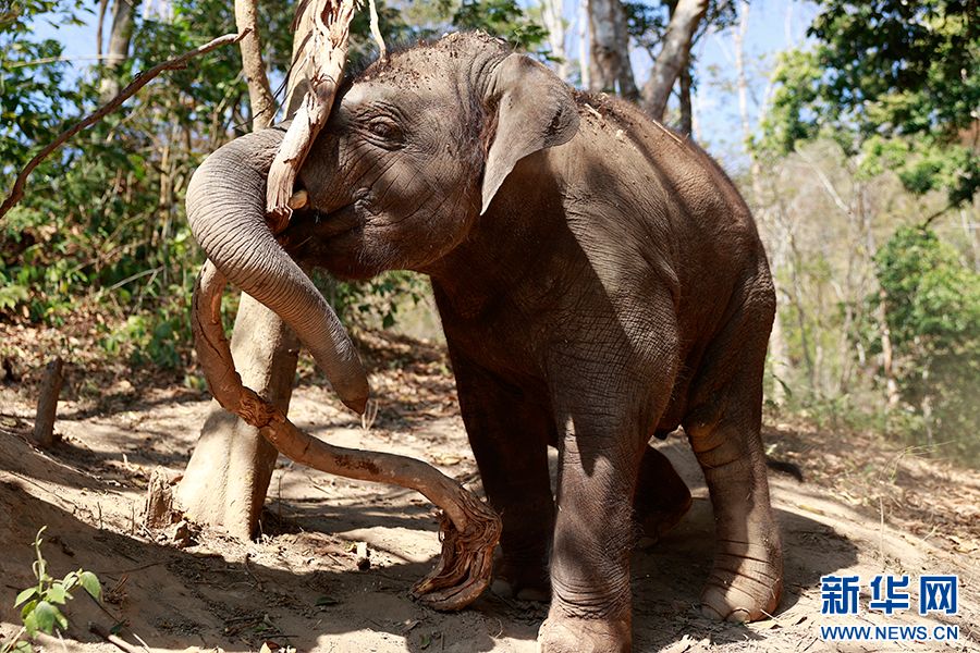 亚洲象“龙龙”在和藤蔓“较劲”（3月1日摄）。新华网 徐华陵 摄