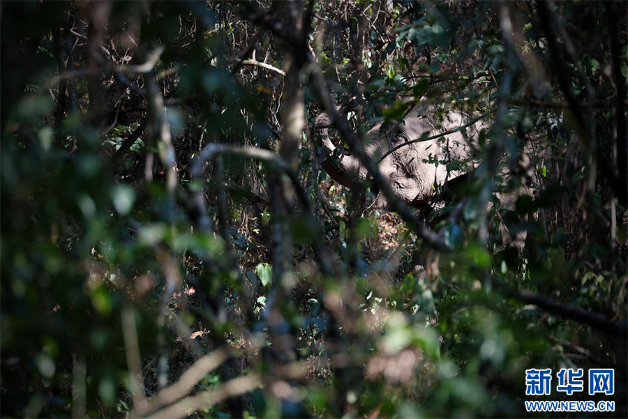 在茂密森林中觅食的亚洲象（3月5日摄）。新华网 徐华陵 摄