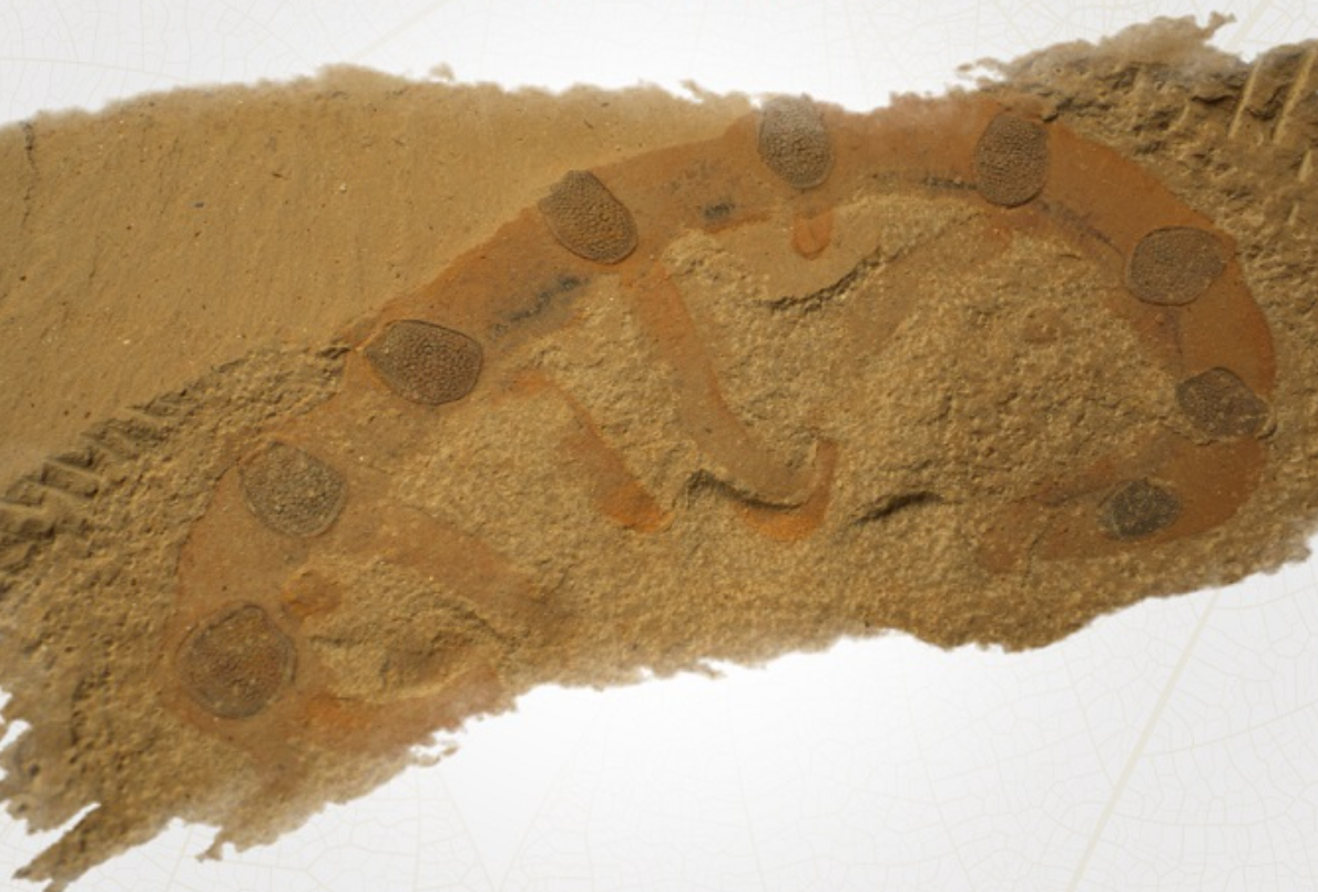 图源：澄江化石博物馆官网