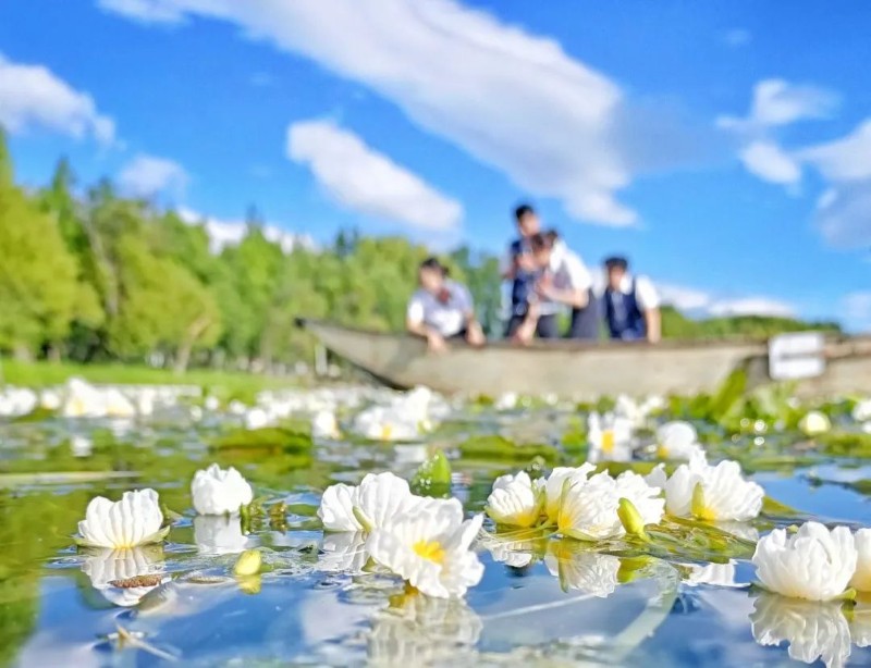 成片的海菜花在洱海水面盛放。楊繼培 攝