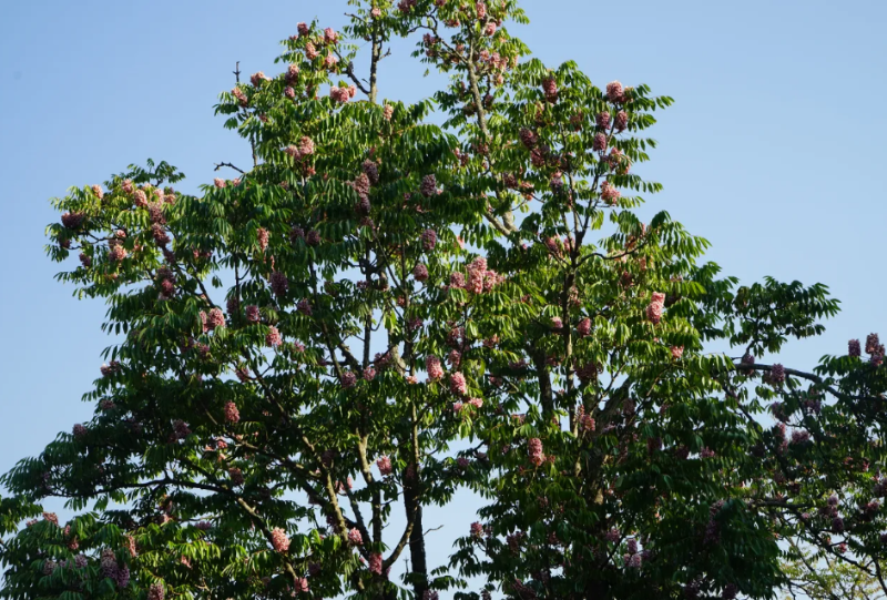 伯樂樹