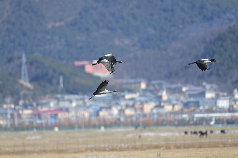 陳志明 攝