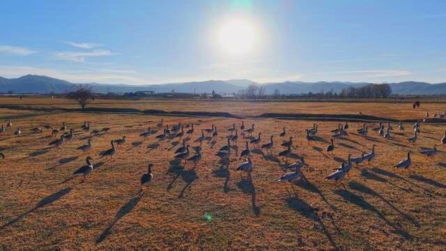 拉市海濕地保護區(qū)的候鳥。（趙鳳銘 攝）