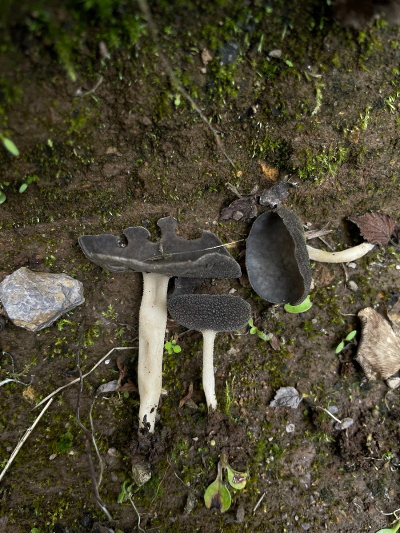 永平馬鞍菌Helvella yongpingensis生境照