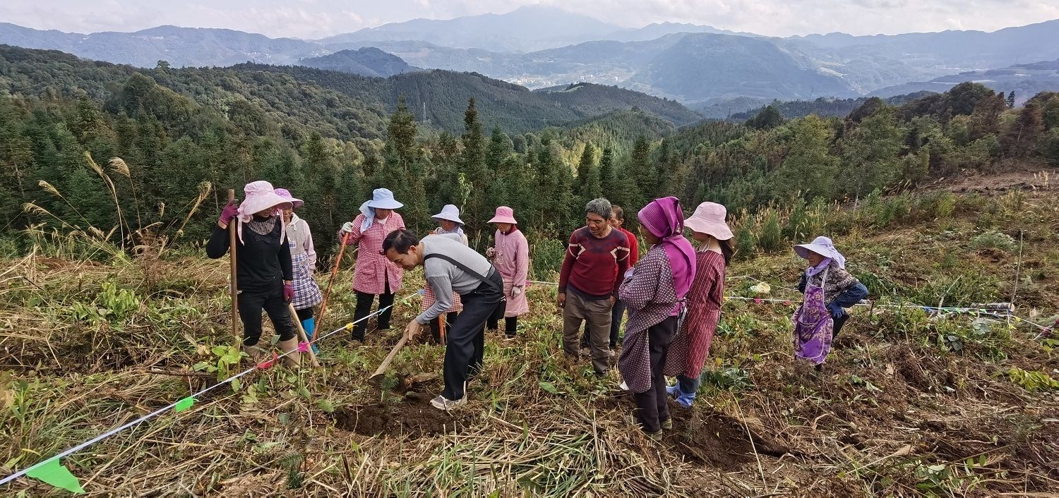 移栽杉树苗