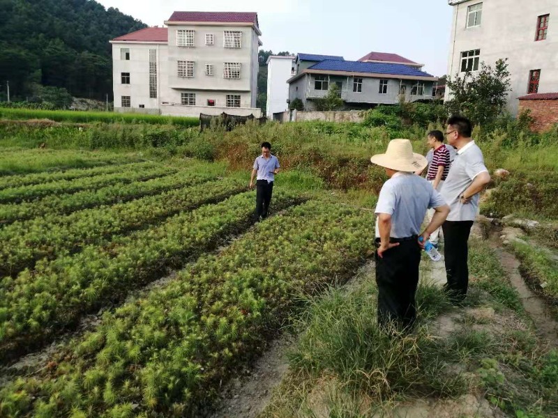 20190806杉木育苗－績效－安福縣陳山林場彭坊鄉(xiāng)彭坊村彭坊組03