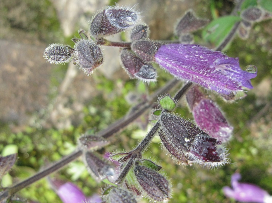 暗紫鼠尾 -Salvia atropurpurea- 郑远见 (8)