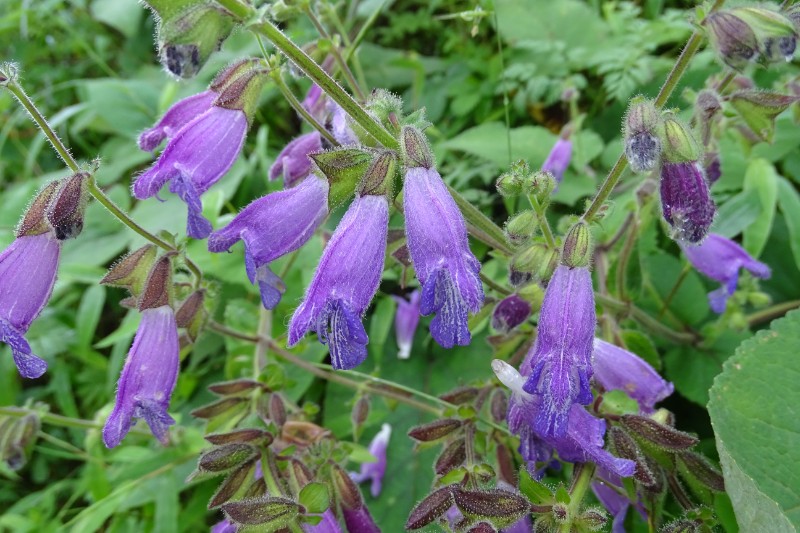 暗紫鼠尾 -Salvia atropurpurea- 郑远见 (7)