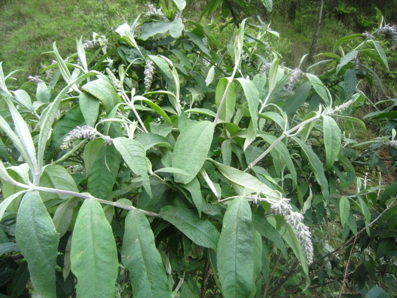 大山包保护区植物-大序醉鱼草