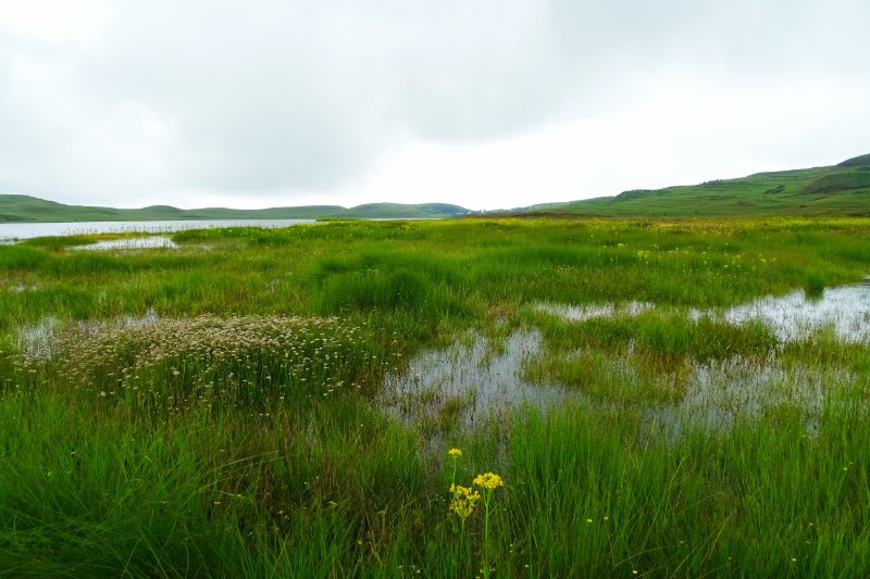 大山包保护区大海子湿地