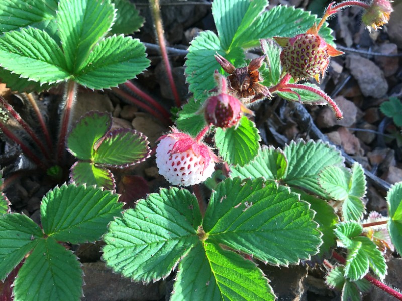 大山包白草莓Fragaria nilgerrensis Schlecht. 郑远见摄