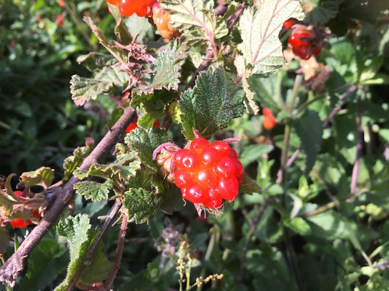 山莓-大山包悬钩子Rubus corchorifolius L. f.-郑远见摄  (14)