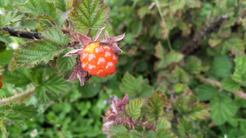 山莓-大山包悬钩子Rubus corchorifolius L. f.-郑远见摄  (21)