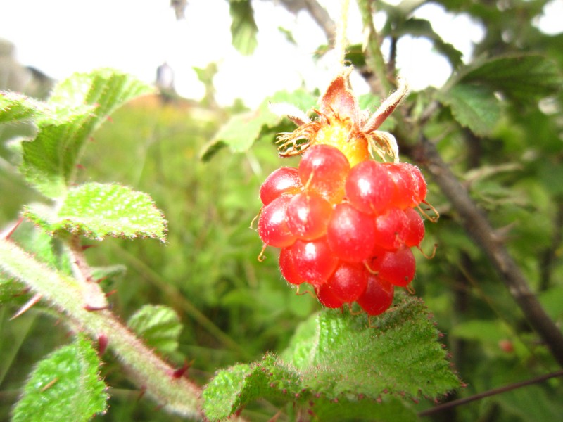 山莓-大山包悬钩子Rubus corchorifolius L. f.-郑远见摄  (13)