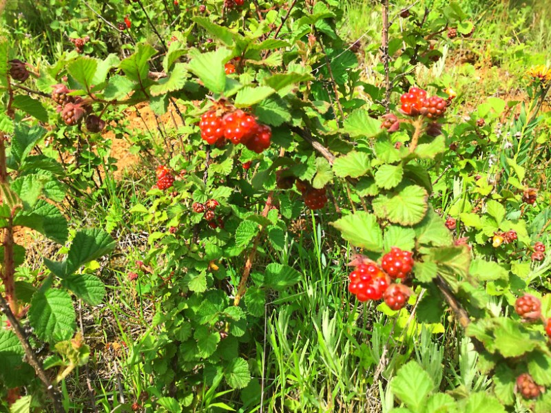 山莓-大山包悬钩子Rubus corchorifolius L. f.-郑远见摄  (17)