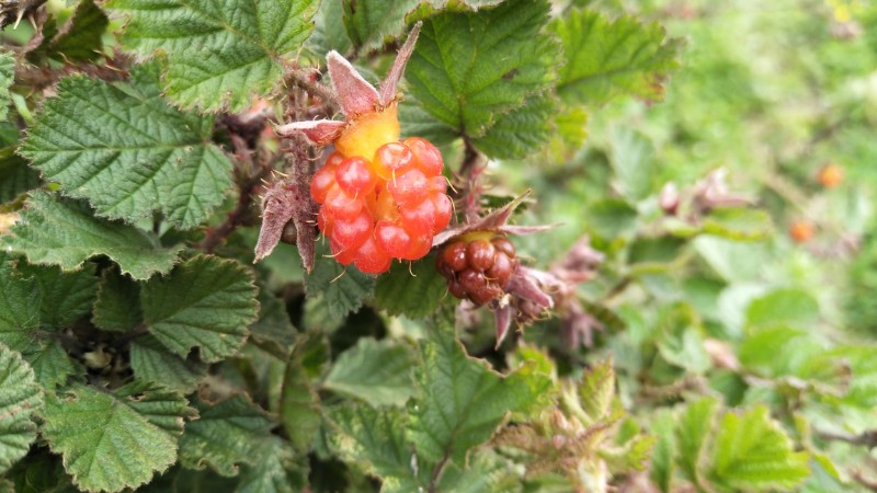 山莓-大山包悬钩子Rubus corchorifolius L. f.-郑远见摄  (12)