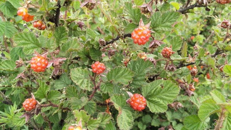 山莓-大山包悬钩子Rubus corchorifolius L. f.-郑远见摄  (11)