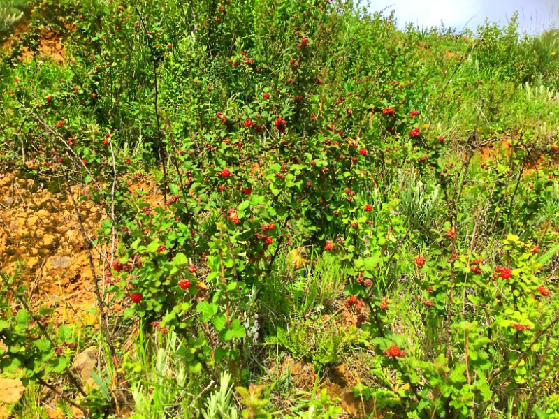 山莓-大山包悬钩子Rubus corchorifolius L. f.-郑远见摄  (18)